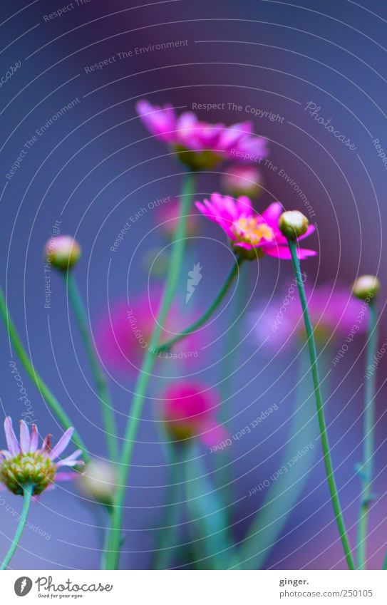 Ich lass noch ein paar Blümchen da und bin dann mal weg... Umwelt Natur Pflanze Sommer Blume Blatt Blüte Nutzpflanze Garten außergewöhnlich Duft kalt Kitsch