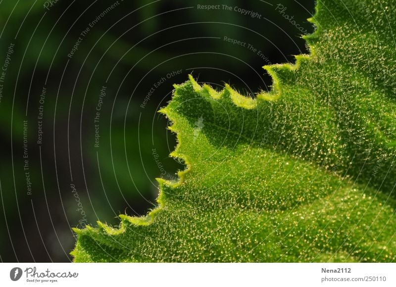 ungerade... Natur Pflanze Wassertropfen Blatt Nutzpflanze grün feucht Tau morgengtau Zucchini diagonal Farbfoto Außenaufnahme Nahaufnahme Detailaufnahme