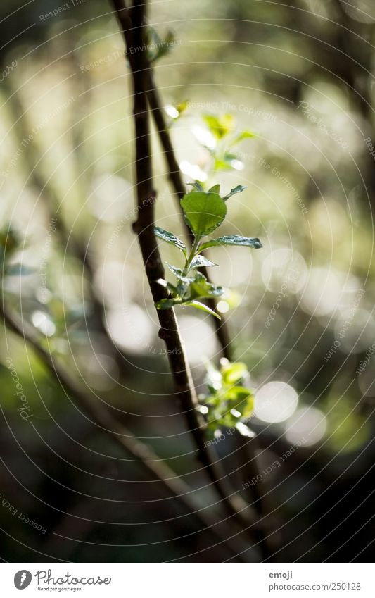 am Anfang Natur Wassertropfen Pflanze Baum Grünpflanze Garten natürlich grün Blatt Ast Unschärfe feucht Farbfoto Außenaufnahme Nahaufnahme Makroaufnahme