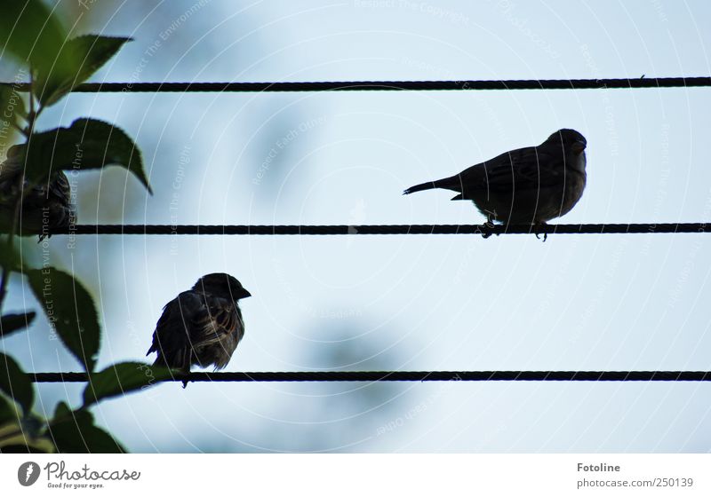 Was für eine Aussicht!!! Umwelt Natur Pflanze Tier Sträucher Blatt Wildtier Vogel hell natürlich Spatz Seil Farbfoto Gedeckte Farben Außenaufnahme Nahaufnahme