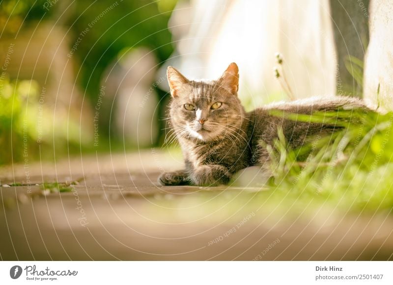 Grauer Kater auf Gartenweg Frühling Sommer Schönes Wetter Gras Park Tier Haustier Katze Fell 1 kuschlig niedlich grau Pause Wege & Pfade weich Idylle liegen