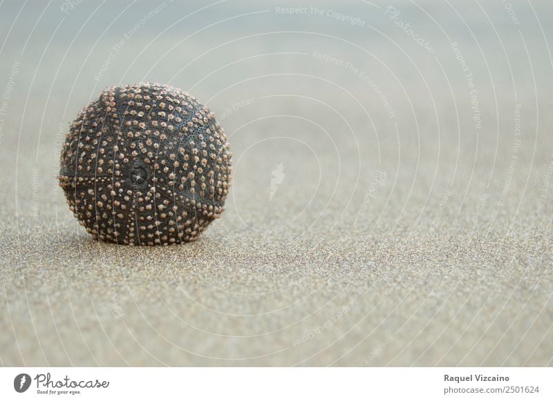 Seeigel Erde Strand Tier Marschbefehl 1 Zufriedenheit Frieden Gelassenheit Wellness Farbfoto Außenaufnahme Textfreiraum links Morgendämmerung Kontrast