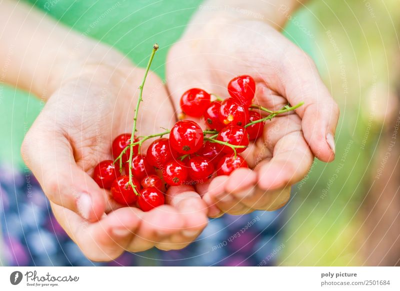 Kinderhand hällt frische Johannisbeeren Mädchen Junge Kindheit Jugendliche Leben Hand Finger 3-8 Jahre 8-13 Jahre Umwelt Natur Landschaft Pflanze Frühling