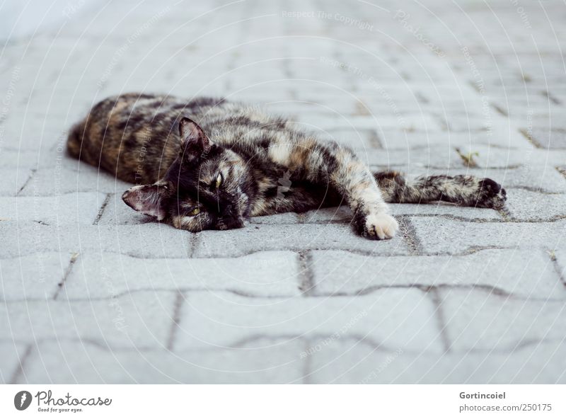 Siesta Tier Haustier Katze Tiergesicht Fell Pfote 1 niedlich grau Erholung Katzenkopf schildpatt gefleckt liegen gemütlich ruhig Farbfoto Gedeckte Farben