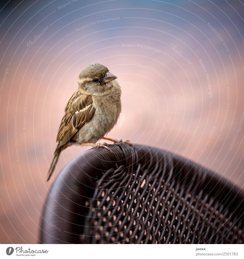 Der Spatz vom... Tier Vogel 1 Akzeptanz warten Farbfoto Gedeckte Farben Außenaufnahme Menschenleer Tag Schwache Tiefenschärfe