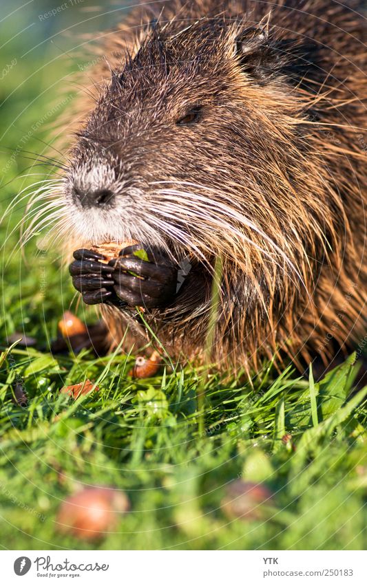 Njamm njamm jamm Umwelt Natur Pflanze Tier Sommer Schönes Wetter Gras Park Wiese Wildtier Tiergesicht Fell Krallen 1 grün Biberratte Ernährung Zähne kuschlig