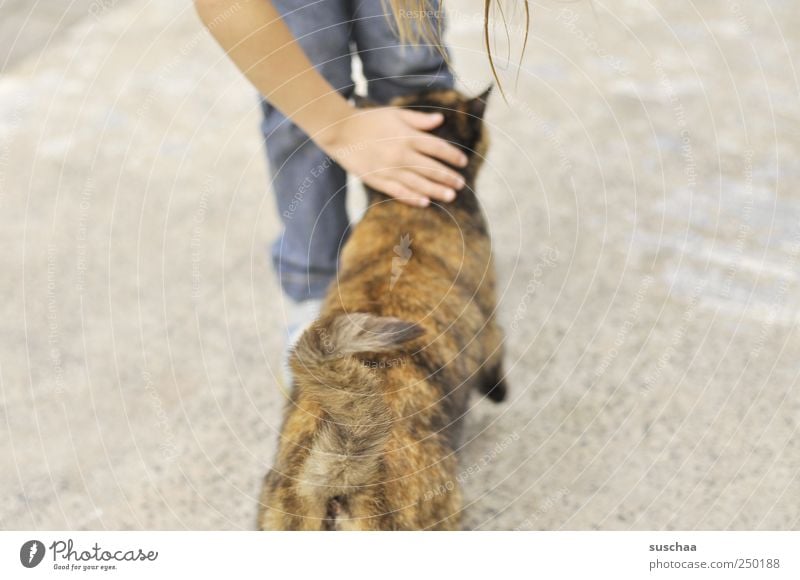 katzenklo bzw katzenpo .. Kind Mädchen Kindheit Arme Hand Beine 1 Mensch 3-8 Jahre Tier Haustier Katze berühren braun Tierliebe streicheln Schwanz Fell Farbfoto