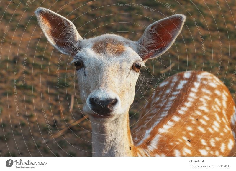 Reh blickt in die Kamera Lebensmittel Tier Wildtier Hirsche schalenwild Jagd Jäger Bambi 1 braun Farbfoto Außenaufnahme Morgen Blick