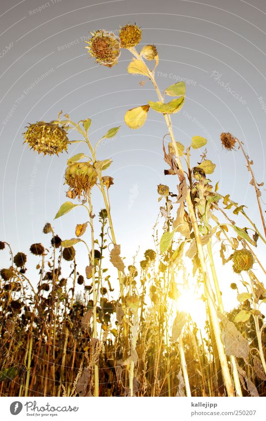 sommerschlussverkauf Lifestyle Garten Arbeit & Erwerbstätigkeit Wirtschaft Natur Pflanze Tier Sommer Herbst Klima Klimawandel Schönes Wetter Blume Blatt Blüte