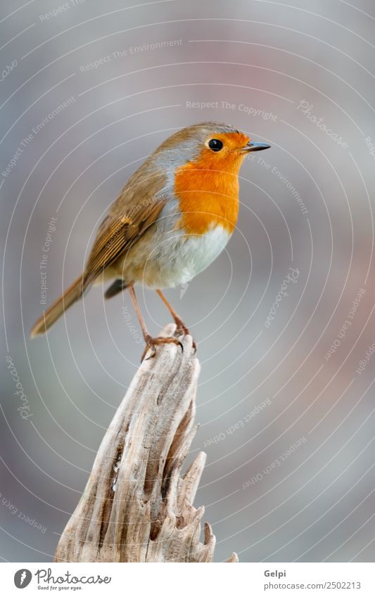 Hübscher Vogel schön Leben Mann Erwachsene Umwelt Natur Tier Holz klein natürlich wild braun grau weiß Tierwelt Rotkehlchen allgemein gehockt Hintergrund