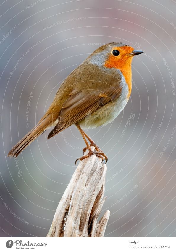 Hübscher Vogel schön Leben Mann Erwachsene Umwelt Natur Tier Holz klein natürlich wild braun grau weiß Tierwelt Rotkehlchen allgemein gehockt Hintergrund