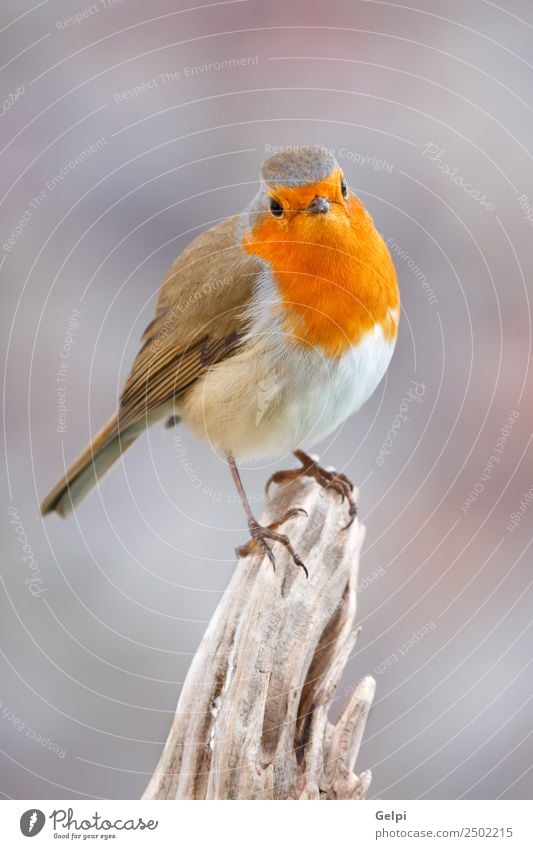 Hübscher Vogel schön Leben Mann Erwachsene Umwelt Natur Tier Holz klein natürlich wild braun grau weiß Tierwelt Rotkehlchen allgemein gehockt Hintergrund