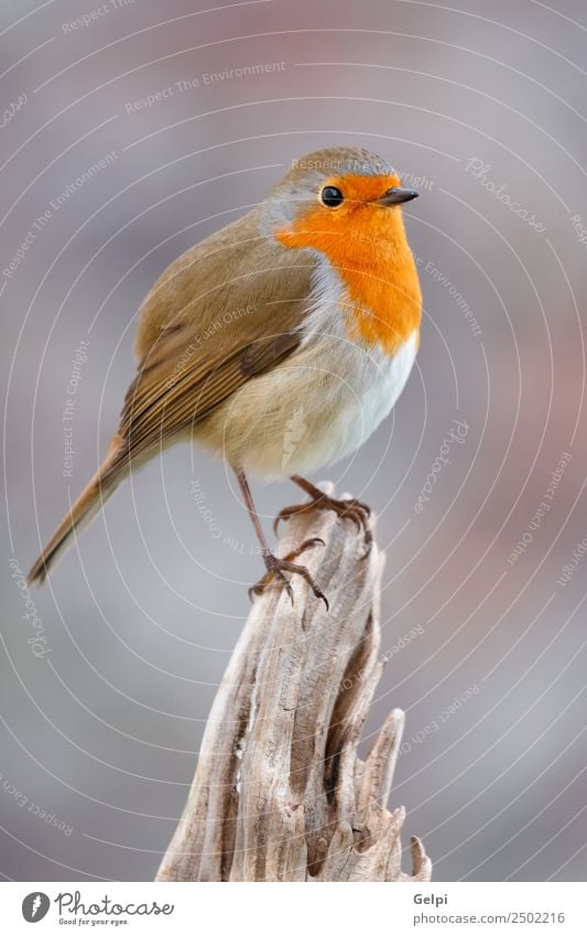 Hübscher Vogel schön Leben Mann Erwachsene Umwelt Natur Tier Holz klein natürlich wild braun grau weiß Tierwelt Rotkehlchen allgemein gehockt Hintergrund