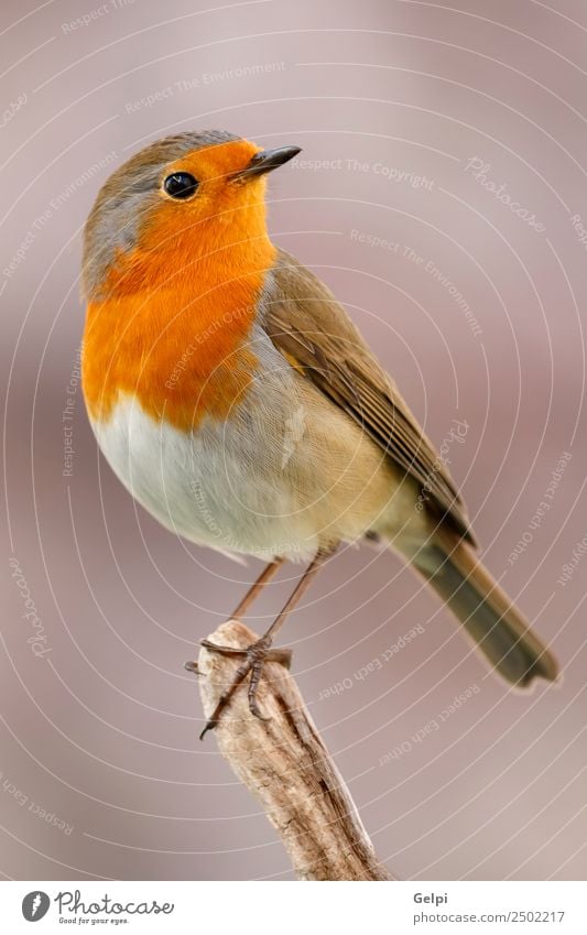 Hübscher Vogel schön Leben Mann Erwachsene Umwelt Natur Tier Holz klein natürlich wild braun grau weiß Tierwelt Rotkehlchen allgemein gehockt Hintergrund