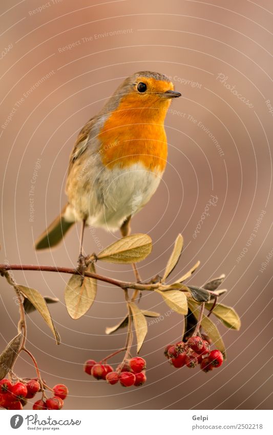 Hübscher Vogel schön Leben Mann Erwachsene Umwelt Natur Tier Herbst klein natürlich wild braun weiß Tierwelt Rotkehlchen Beeren rote Frucht Ast allgemein