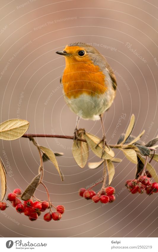 Hübscher Vogel schön Leben Mann Erwachsene Umwelt Natur Tier Herbst klein natürlich wild braun weiß Tierwelt Rotkehlchen Beeren rote Frucht Ast allgemein