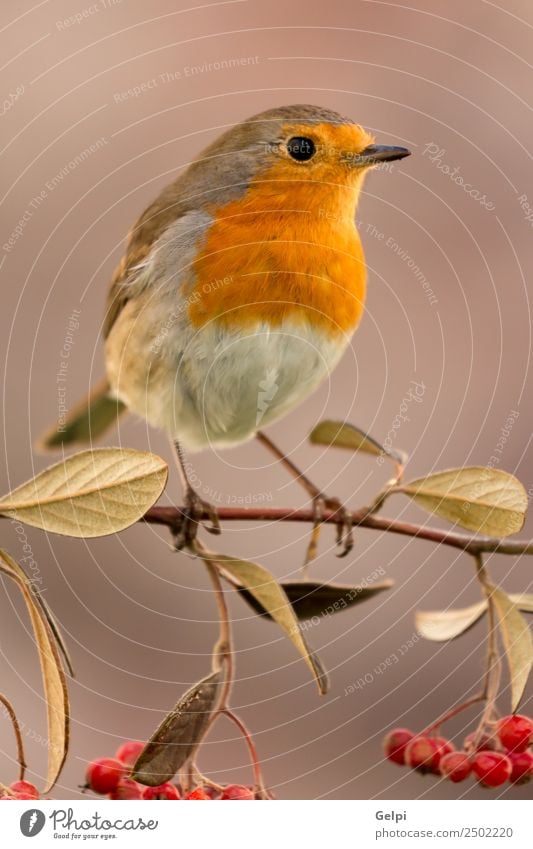 Hübscher Vogel schön Leben Mann Erwachsene Umwelt Natur Tier Herbst klein natürlich wild braun weiß Tierwelt Rotkehlchen Beeren rote Frucht Ast allgemein