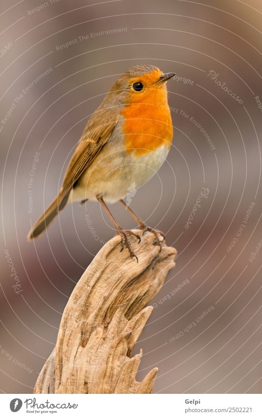 Hübscher Vogel schön Leben Mann Erwachsene Umwelt Natur Tier klein natürlich wild braun weiß Tierwelt Rotkehlchen allgemein gehockt Hintergrund Passerine