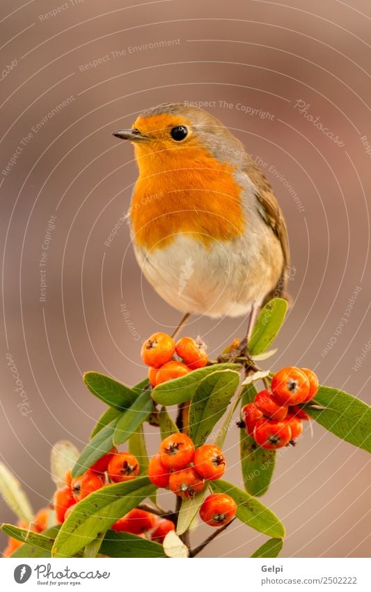 Hübscher Vogel schön Leben Mann Erwachsene Umwelt Natur Tier Herbst klein natürlich wild braun weiß Tierwelt Rotkehlchen Beeren rote Frucht Ast allgemein