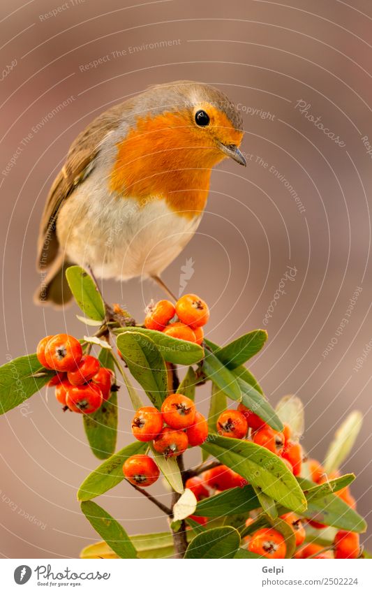 Hübscher Vogel schön Leben Mann Erwachsene Umwelt Natur Tier Herbst klein natürlich wild braun weiß Tierwelt Rotkehlchen Beeren rote Frucht Ast allgemein