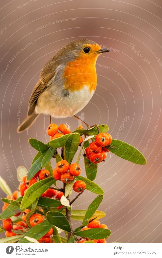 Hübscher Vogel schön Leben Mann Erwachsene Umwelt Natur Tier Herbst klein natürlich wild braun weiß Tierwelt Rotkehlchen Beeren rote Frucht Ast allgemein