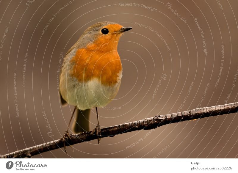 Hübscher Vogel schön Leben Mann Erwachsene Umwelt Natur Tier klein natürlich wild braun weiß Tierwelt Rotkehlchen allgemein gehockt Hintergrund Passerine