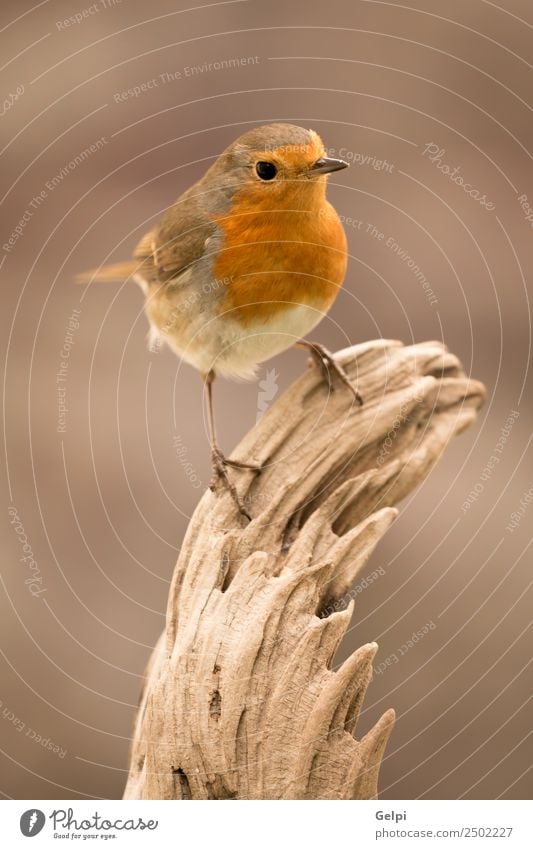 Hübscher Vogel schön Leben Mann Erwachsene Umwelt Natur Tier klein natürlich wild braun weiß Tierwelt Rotkehlchen allgemein gehockt Hintergrund Passerine