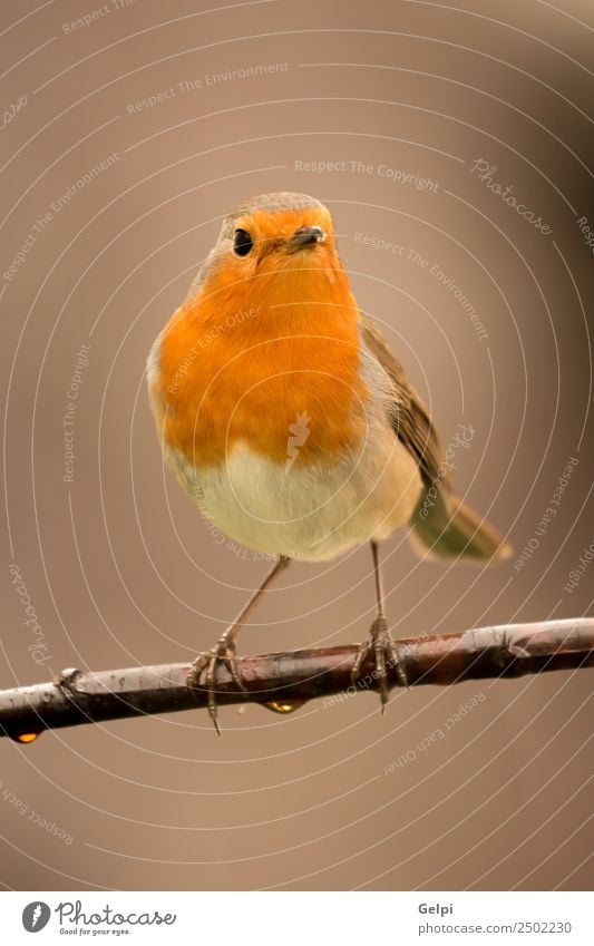 Hübscher Vogel schön Leben Mann Erwachsene Umwelt Natur Tier klein natürlich wild braun weiß Tierwelt Rotkehlchen allgemein gehockt Hintergrund Passerine