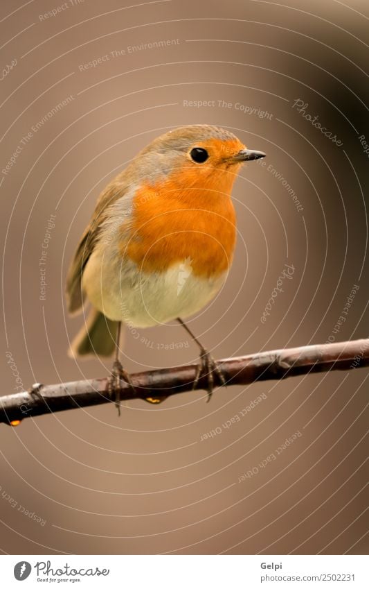 Hübscher Vogel schön Leben Mann Erwachsene Umwelt Natur Tier klein natürlich wild braun weiß Tierwelt Rotkehlchen allgemein gehockt Hintergrund Passerine