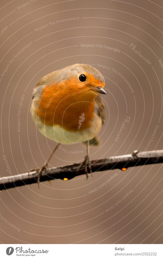 Hübscher Vogel schön Leben Mann Erwachsene Umwelt Natur Tier klein natürlich wild braun weiß Tierwelt Rotkehlchen allgemein gehockt Hintergrund Passerine