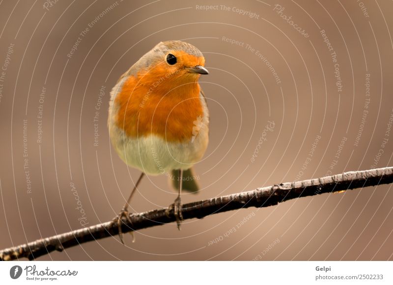 Hübscher Vogel schön Leben Mann Erwachsene Umwelt Natur Tier klein natürlich wild braun weiß Tierwelt Rotkehlchen allgemein gehockt Hintergrund Passerine