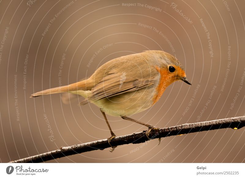 Hübscher Vogel schön Leben Mann Erwachsene Umwelt Natur Tier klein natürlich wild braun weiß Tierwelt Rotkehlchen allgemein gehockt Hintergrund Passerine