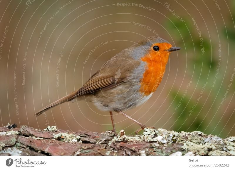 Hübscher Vogel schön Leben Mann Erwachsene Umwelt Natur Tier Holz klein natürlich wild braun grau weiß Tierwelt Rotkehlchen allgemein gehockt Hintergrund