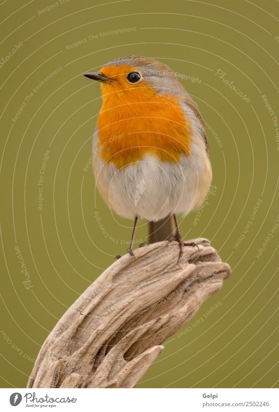 Hübscher Vogel schön Leben Mann Erwachsene Umwelt Natur Tier Holz klein natürlich wild braun weiß Tierwelt Rotkehlchen allgemein gehockt Hintergrund Passerine