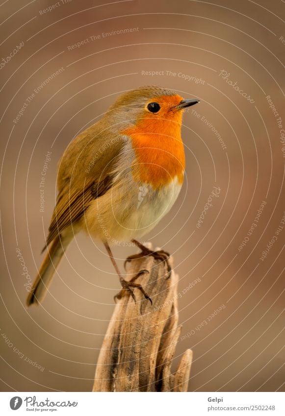 Hübscher Vogel mit einem schönen orange-roten Gefieder. Leben Mann Erwachsene Umwelt Natur Tier klein natürlich wild braun weiß Tierwelt Rotkehlchen allgemein