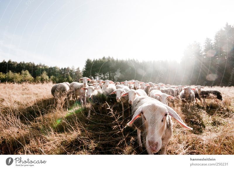 Sheep loves me YEAH Sommer Schönes Wetter Nebel Wiese Wald See füttern Schaf Gegenlicht Sonnenstrahlen Appetit & Hunger Tiergruppe Herde Alphatier Farbfoto