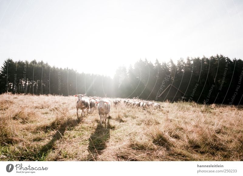 Sheep loves me YEAH YEAH Feld Wald Schaf füttern listig lustig Herde Alphatier verfolgen nachfolgen Hirte Hütte Wachsamkeit Appetit & Hunger Landwirtschaft