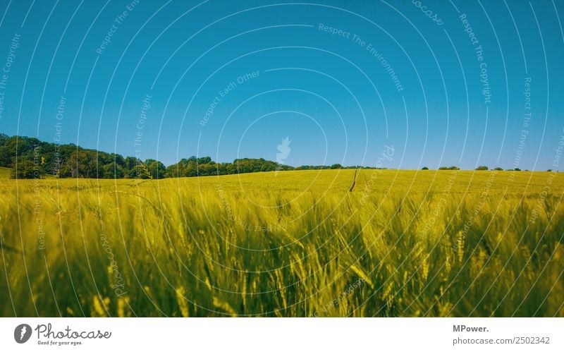 roggenfeld Umwelt Schönes Wetter Feld Klima Roggenfeld Roggenähren Blauer Himmel Ackerbau Landwirtschaft Getreidefeld grün Ernte Farbfoto Außenaufnahme