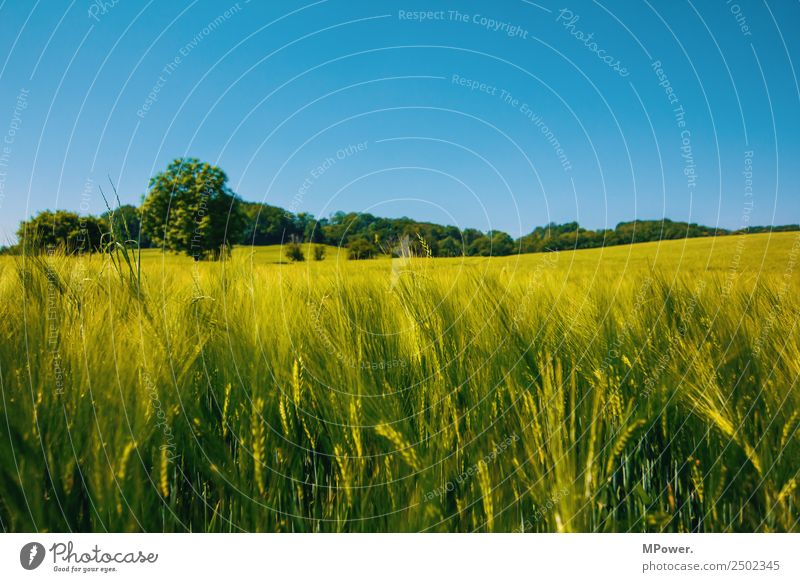 getreidefeld Umwelt Schönes Wetter Feld Klima Roggenfeld Roggenähren Blauer Himmel Ackerbau Landwirtschaft Getreidefeld Kornfeld grün Ernte Farbfoto