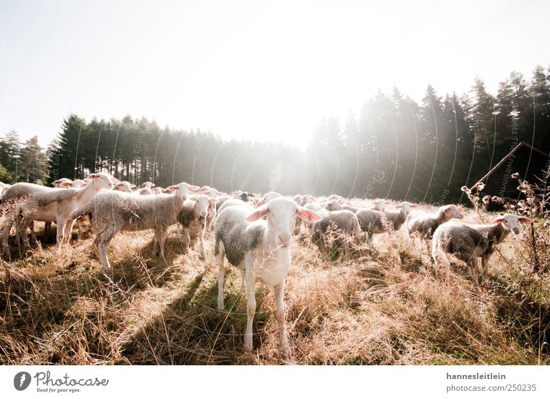 Sheep loves me YEAH YEAH YEAH Wiese Wald Herde Tier Nutztier Tiergesicht Fell Schaf Tiergruppe beobachten entdecken frech listig lustig Appetit & Hunger Durst