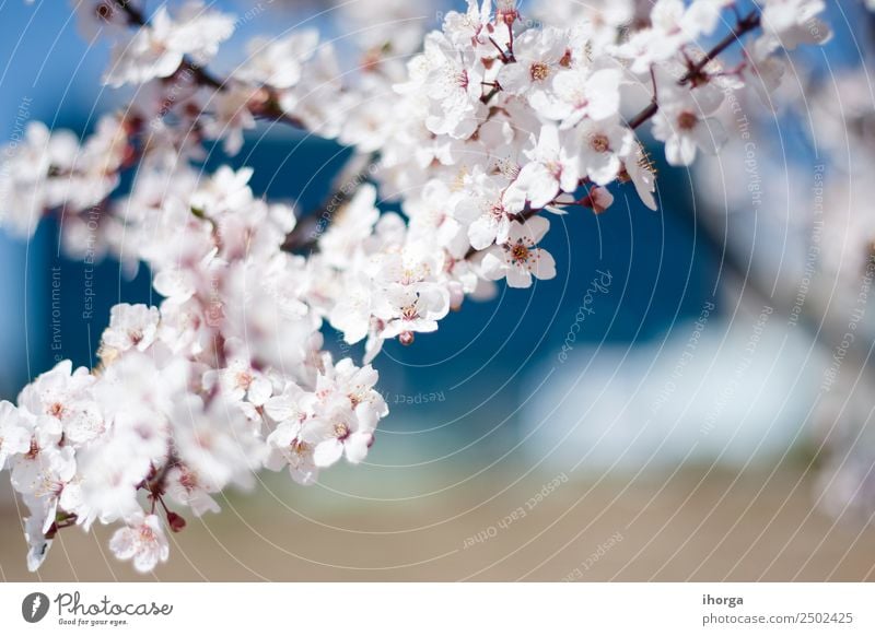 Kirschblüte im frühen Frühjahr Natur Pflanze Frühling Baum Blume Blüte Blühend rosa weiß Kirschblüten Kirschbaum Kirschbaumholz gedeihen Farbfoto Außenaufnahme