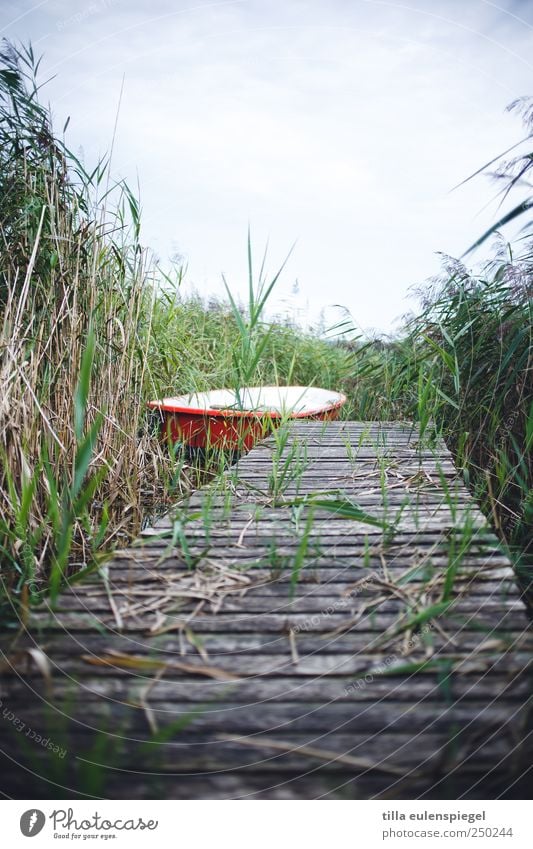 - Freizeit & Hobby Ausflug Sommer Natur Sträucher Seeufer Ruderboot grün rot weiß Steg Schilfrohr bewachsen Farbfoto Außenaufnahme Menschenleer