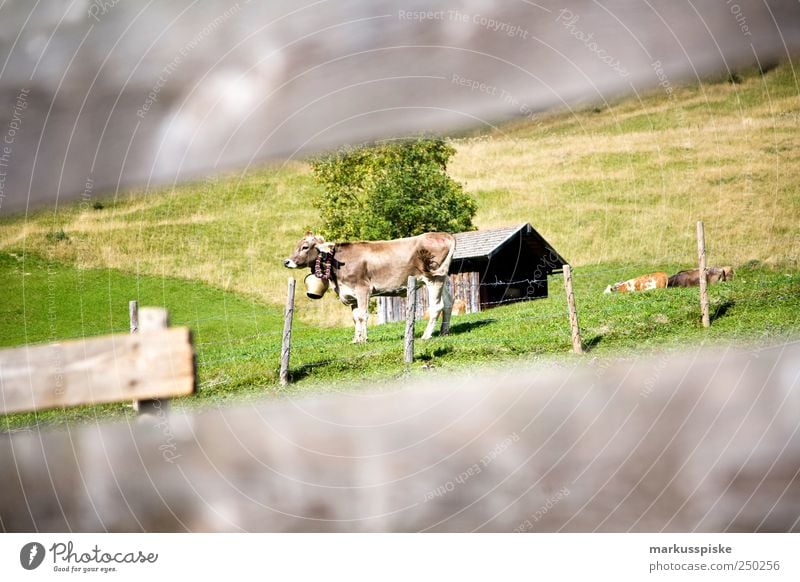 ready to viehscheid Wanderausflug Bergsteigen Ferien & Urlaub & Reisen Tourismus Ausflug Abenteuer Ferne Freiheit Sommerurlaub Berge u. Gebirge Landschaft Wiese