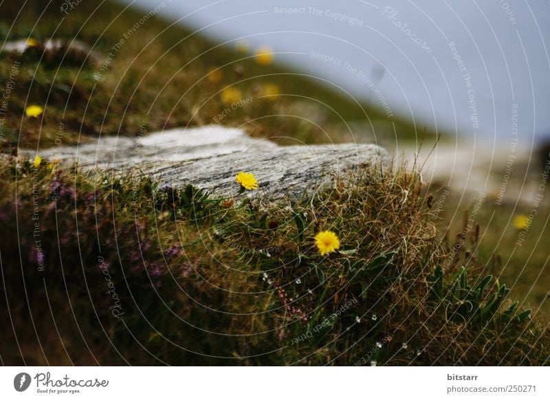 Wildniss im Kleinen wandern Natur Landschaft Pflanze Sommer Blume Gras Blüte Wildpflanze Wiese Hügel Felsen Stein groß nah gelb grau grün England verwildert