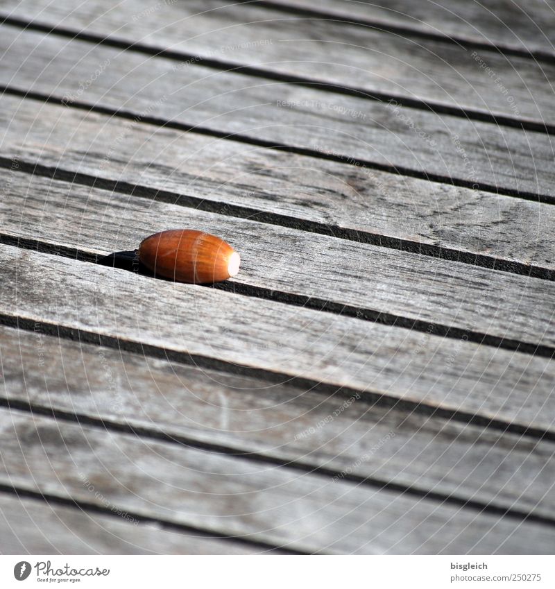 Herbst in der Stadt III Eicheln Tisch Holz braun Baumfrucht Farbfoto Gedeckte Farben Außenaufnahme Menschenleer Textfreiraum rechts Textfreiraum oben