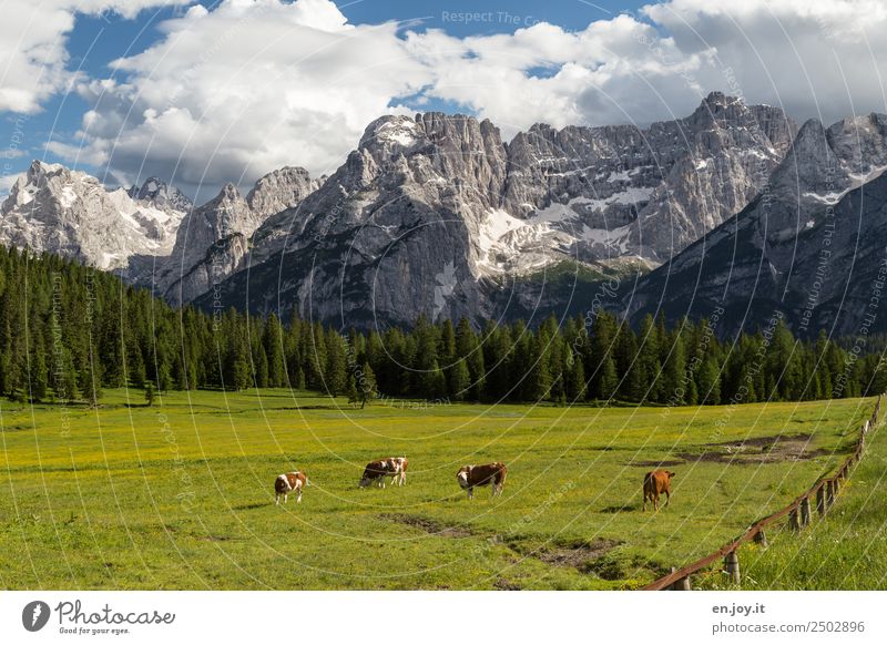 Lebensglück Ferien & Urlaub & Reisen Ausflug Sommerurlaub Berge u. Gebirge Natur Landschaft Wolken Frühling Wiese Wald Felsen Alpen Dolomiten Gipfel Kuh 4 Tier