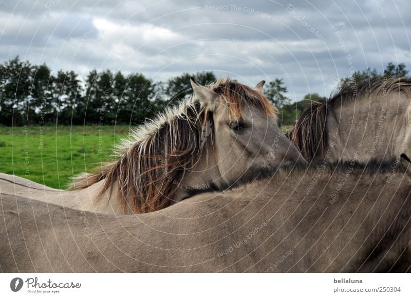 Konik-Wildponys Wiese Tier Wildtier Pferd Tiergesicht Fell 3 Herde Tierfamilie stehen Ponys Weide Farbfoto mehrfarbig Außenaufnahme Nahaufnahme Menschenleer