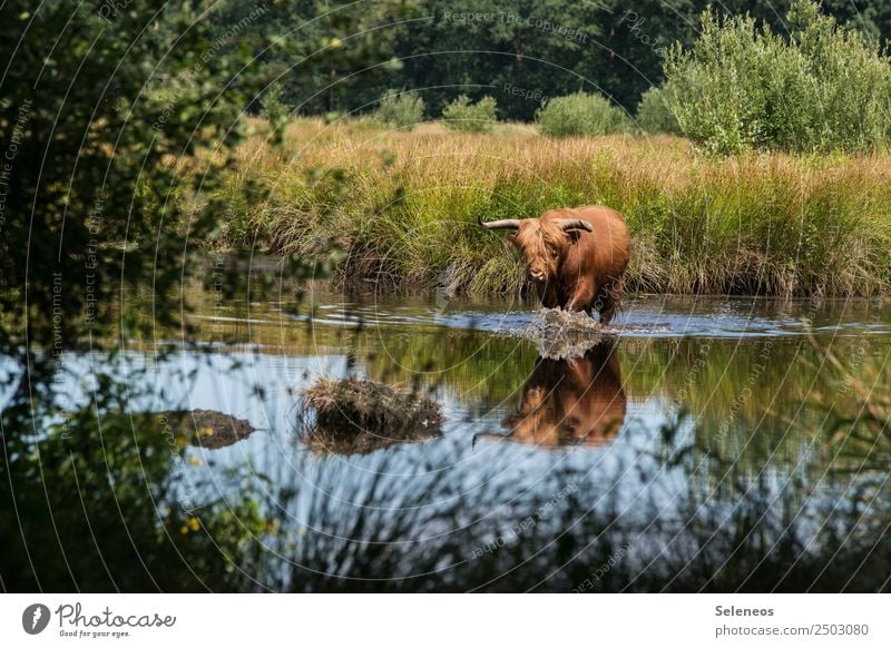 Badespaß Ferien & Urlaub & Reisen Tourismus Ausflug Freiheit Sommer Umwelt Natur See Fluss Tier Wildtier Rind 1 Schwimmen & Baden nass natürlich Landleben