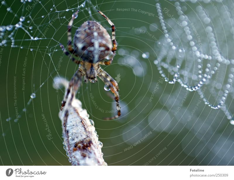 Taufrisches Frühstück Umwelt Natur Tier Urelemente Wasser Wassertropfen Garten Wildtier Spinne nass natürlich braun grün Kreuzspinne Spinnennetz Farbfoto