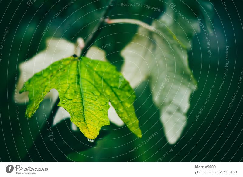 Besinnlichkeit Natur Tier Herbst Regen Blatt Grünpflanze Mitgefühl trösten Trauer Tod Traurigkeit Farbfoto Gedeckte Farben Außenaufnahme Textfreiraum rechts